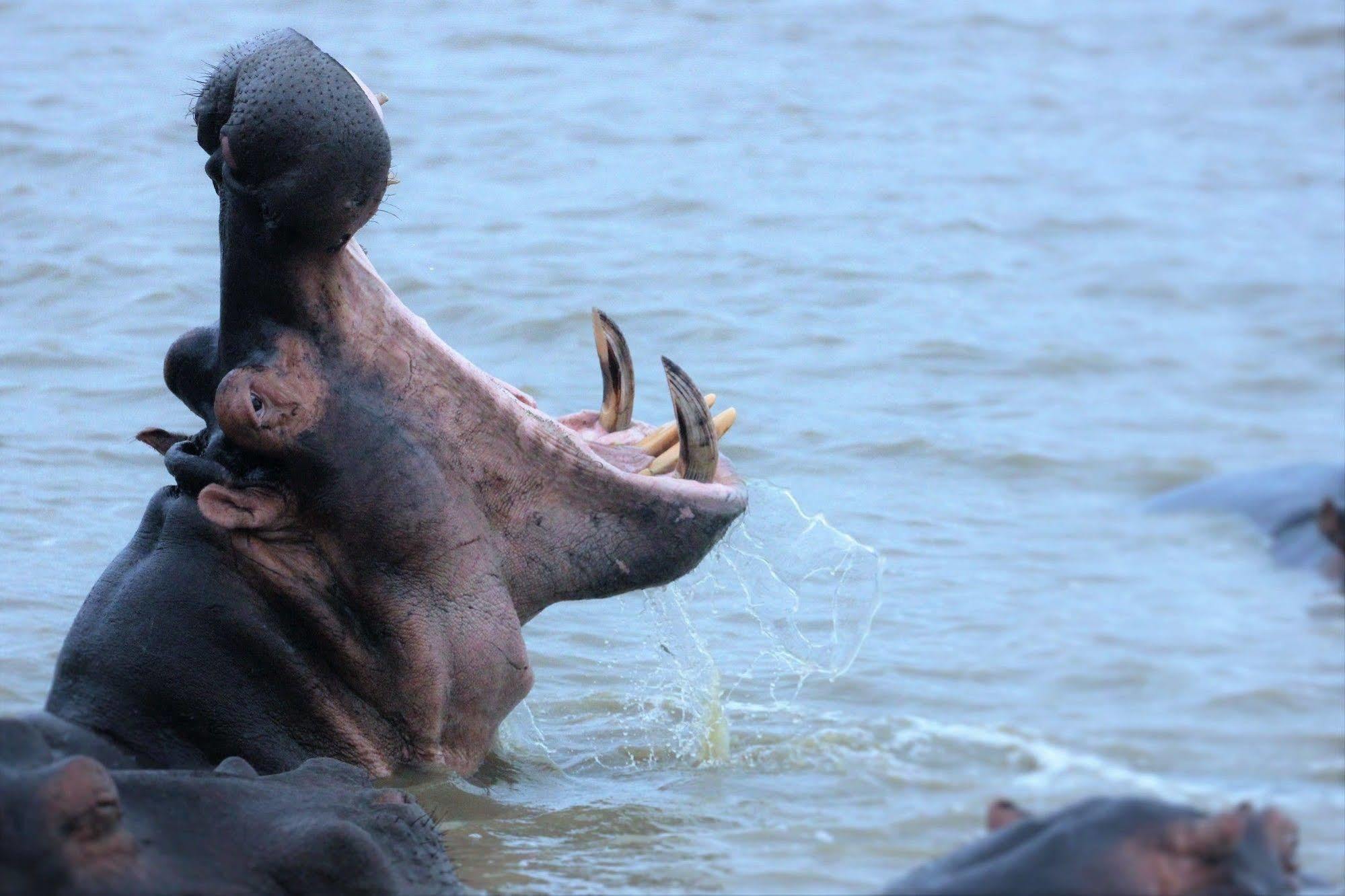 Kosi Forest Lodge Manguzi Екстер'єр фото
