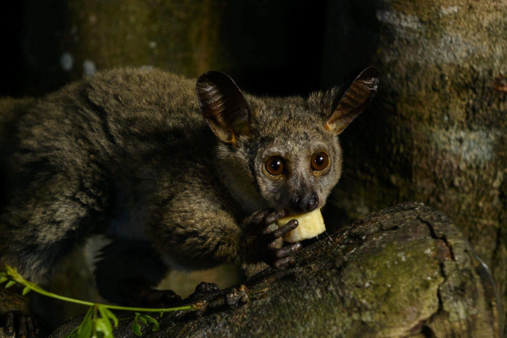 Kosi Forest Lodge Manguzi Екстер'єр фото